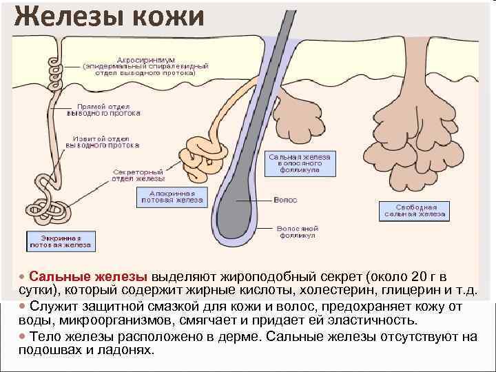 Железы кожи Сальные железы выделяют жироподобный секрет (около 20 г в сутки), который содержит