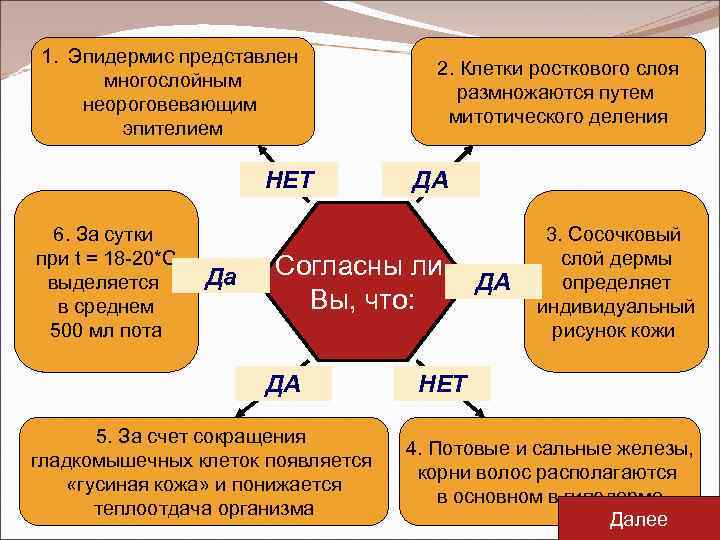 1. Эпидермис представлен многослойным неороговевающим эпителием НЕТ 6. За сутки при t = 18