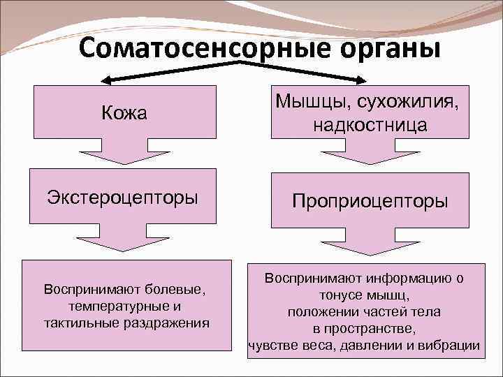 Соматосенсорные органы Кожа Мышцы, сухожилия, надкостница Экстероцепторы Проприоцепторы Воспринимают болевые, температурные и тактильные раздражения