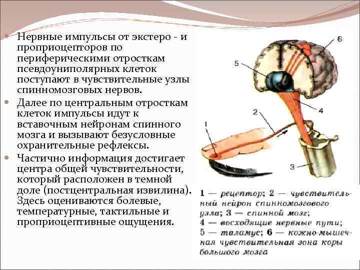  Нервные импульсы от экстеро - и проприоцепторов по периферическими отросткам псевдоуниполярных клеток поступают