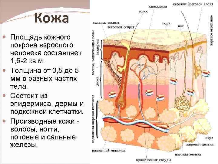 Кожа Площадь кожного покрова взрослого человека составляет 1, 5 -2 кв. м. Толщина от