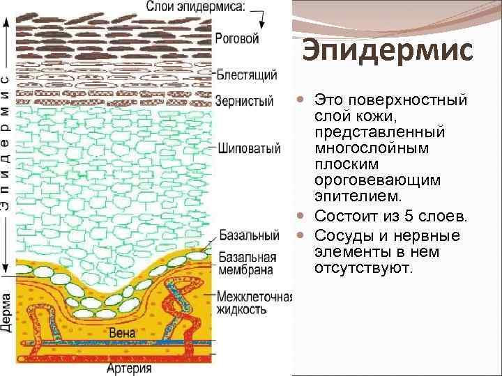 Эпидермис Это поверхностный слой кожи, представленный многослойным плоским ороговевающим эпителием. Состоит из 5 слоев.