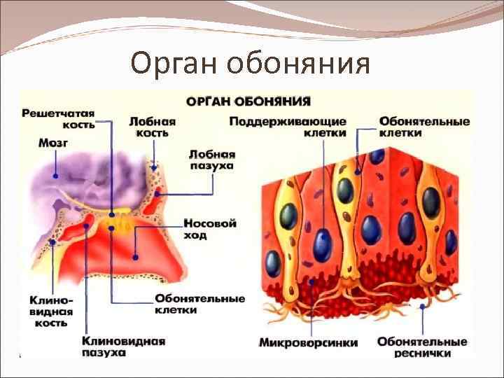 Схема строения органа обоняния