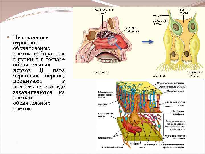 Центральный отросток обонятельной клетки. Обонятельный анализатор 8 класс биология. Строение органа обоняния гистология. Обонятельная область слизистой оболочки носа.