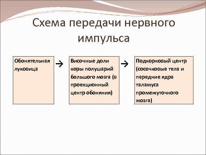 Схема передачи нервного импульса Обонятельная луковица → Височные доли коры полушарий большого мозга (в