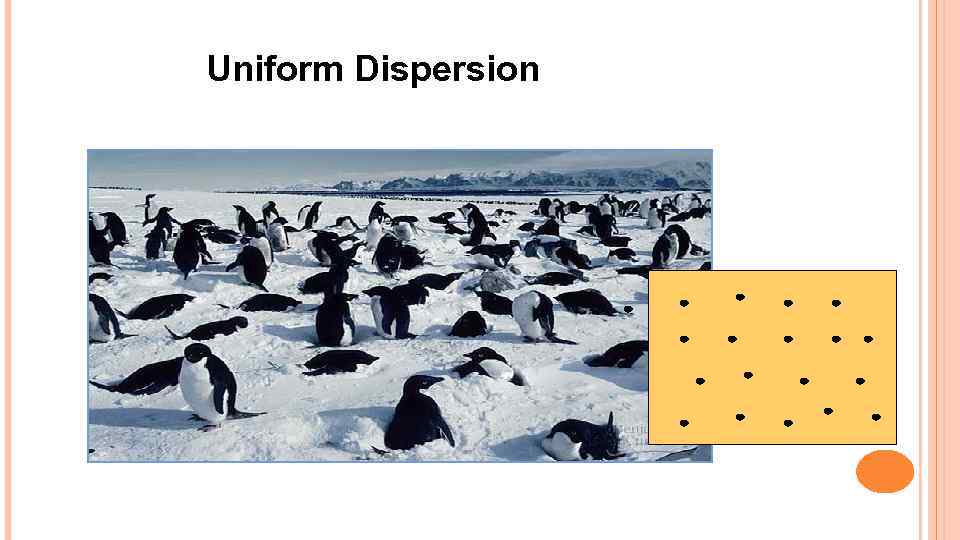 Uniform Dispersion 