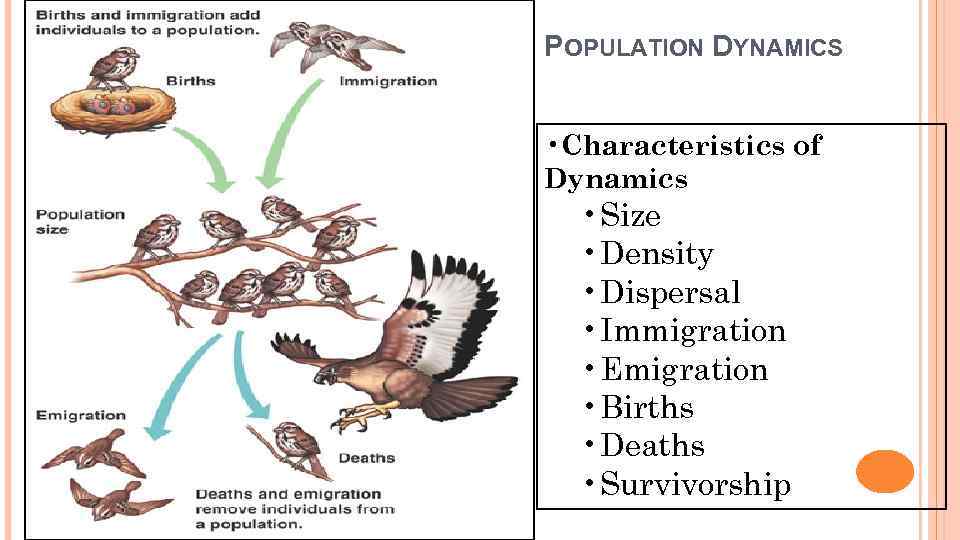 POPULATION DYNAMICS • Characteristics of Dynamics • Size • Density • Dispersal • Immigration