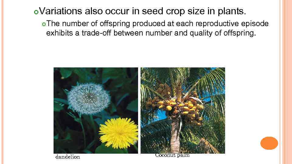  Variations also occur in seed crop size in plants. The number of offspring