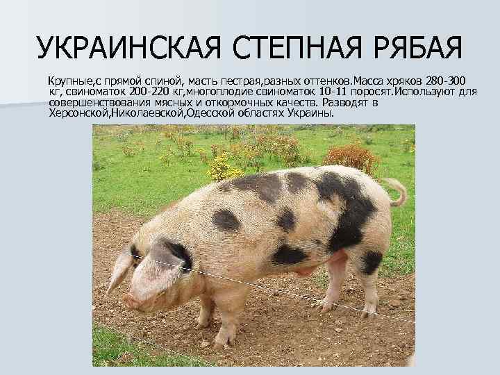 УКРАИНСКАЯ СТЕПНАЯ РЯБАЯ Крупные, с прямой спиной, масть пестрая, разных оттенков. Масса хряков 280