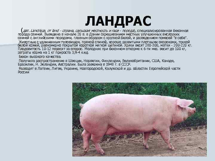 ЛАНДРАС (дат. Landrace, от land - страна, сельская местность и race - порода), специализированная