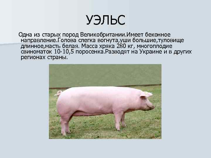 Направление пород свиней. Породы свиней мясные беконные сальные. Эстонская беконная порода свиней. Поросята беконной породы. Порода свиней Уэльс.