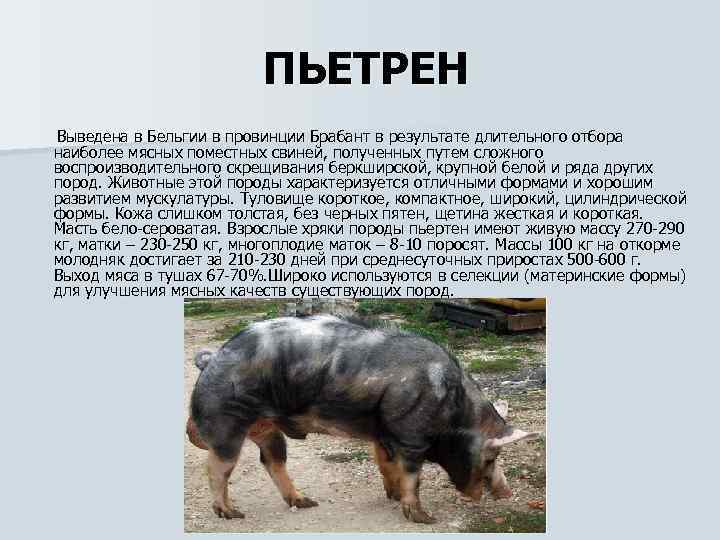  ПЬЕТРЕН Выведена в Бельгии в провинции Брабант в результате длительного отбора наиболее мясных