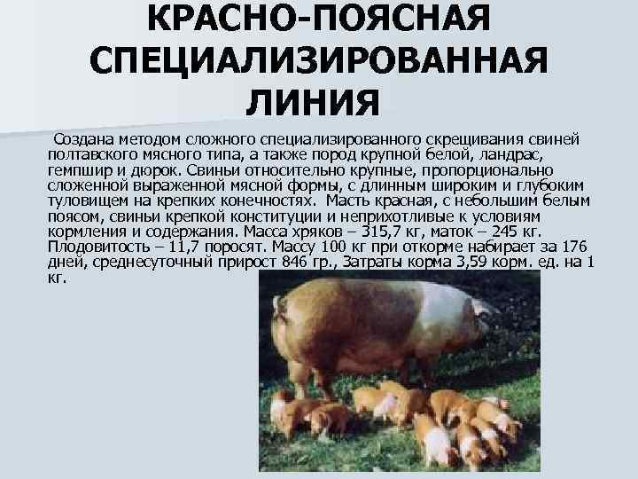 КРАСНО-ПОЯСНАЯ СПЕЦИАЛИЗИРОВАННАЯ ЛИНИЯ Создана методом сложного специализированного скрещивания свиней полтавского мясного типа, а также