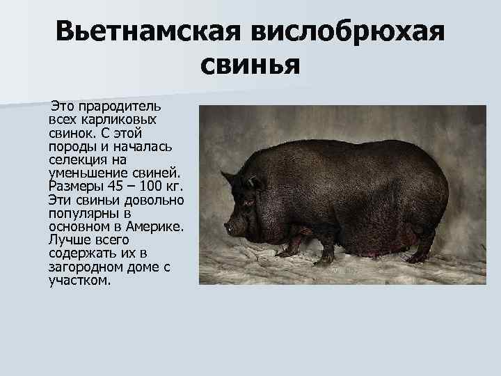 Вьетнамская вислобрюхая свинья Это прародитель всех карликовых свинок. С этой породы и началась селекция