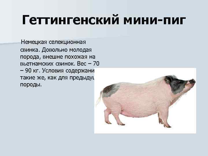 Геттингенский мини-пиг Немецкая селекционная свинка. Довольно молодая порода, внешне похожая на вьетнамских свинок. Вес