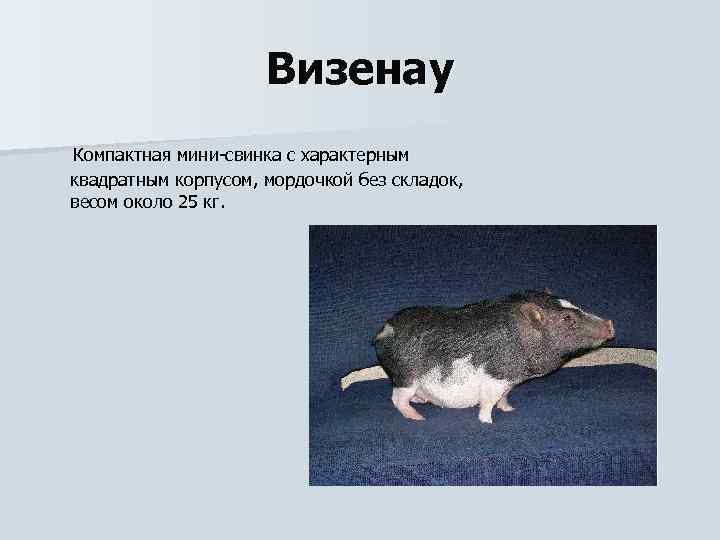 Визенау Компактная мини-свинка с характерным квадратным корпусом, мордочкой без складок, весом около 25 кг.