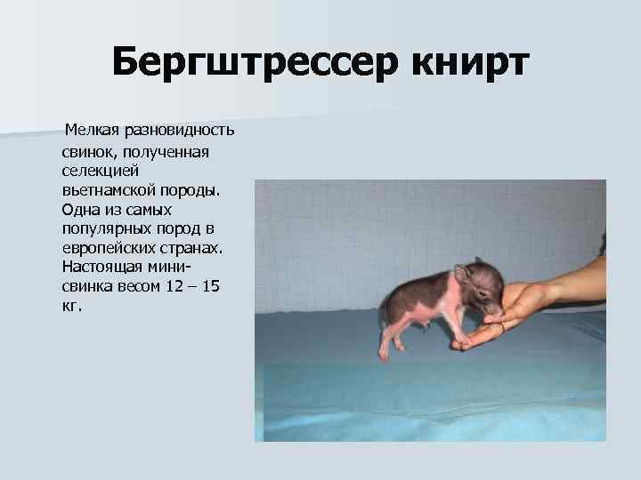Бергштрессер книрт Мелкая разновидность свинок, полученная селекцией вьетнамской породы. Одна из самых популярных пород