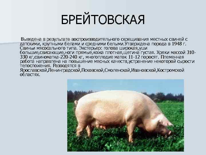 Направление пород свиней. Брейтовская порода поросят. Мясо сальные породы свиней характеристика. Сальные породы свиней характеристика. Промеры свиньи крупной белой породы.