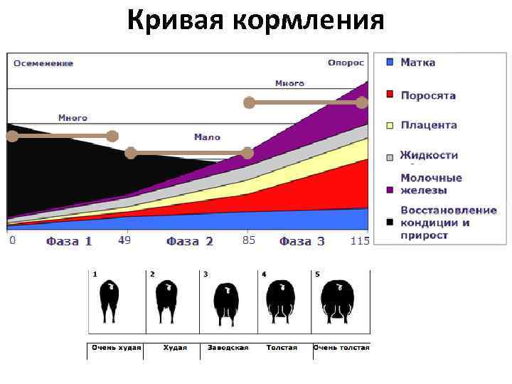 Кривая кормления 