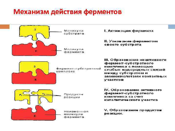 Механизм действия ферментов 