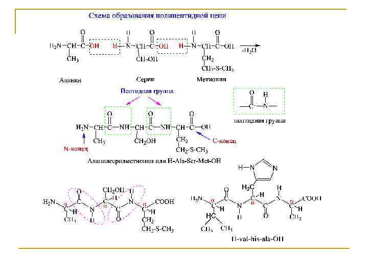 Схема образования любого трипептида
