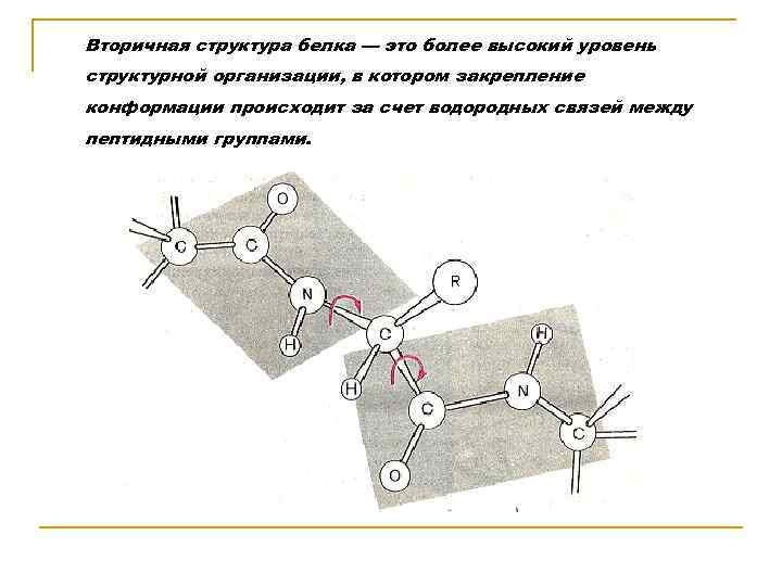 Вторичная структура белка — это более высокий уровень структурной организации, в котором закрепление конформации