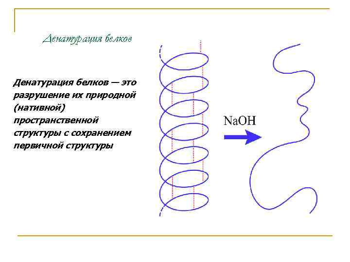 Денатурация белков — это разрушение их природной (нативной) пространственной структуры с сохранением первичной структуры