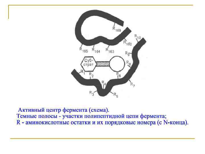 Активный центр фермента. Активный центр фермента структура и функции. Структура активного центра фермента. Схема активного центра фермента. Участки активного центра фермента.