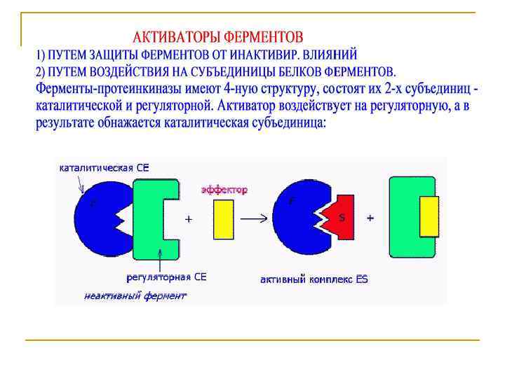 Механизм ферментов