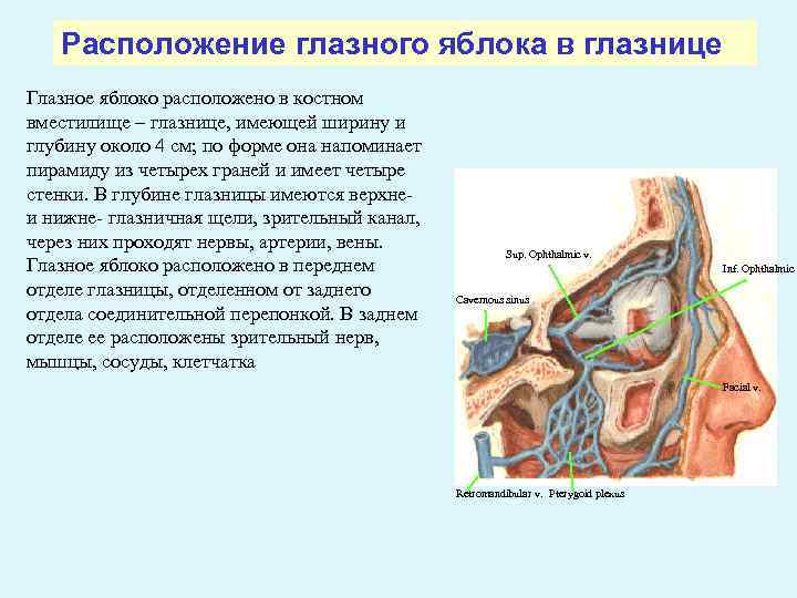 Глазные яблоки расположение