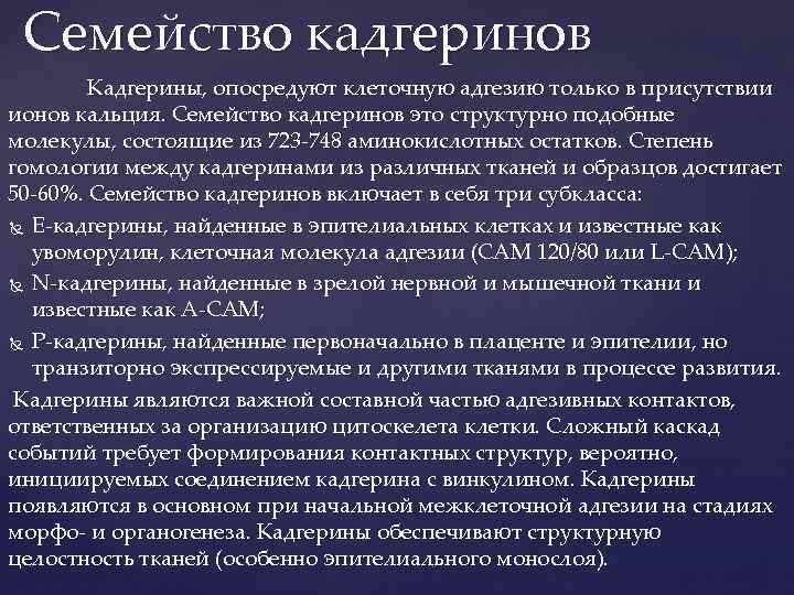 Семейство кадгеринов Кадгерины, опосредуют клеточную адгезию только в присутствии ионов кальция. Семейство кадгеринов это