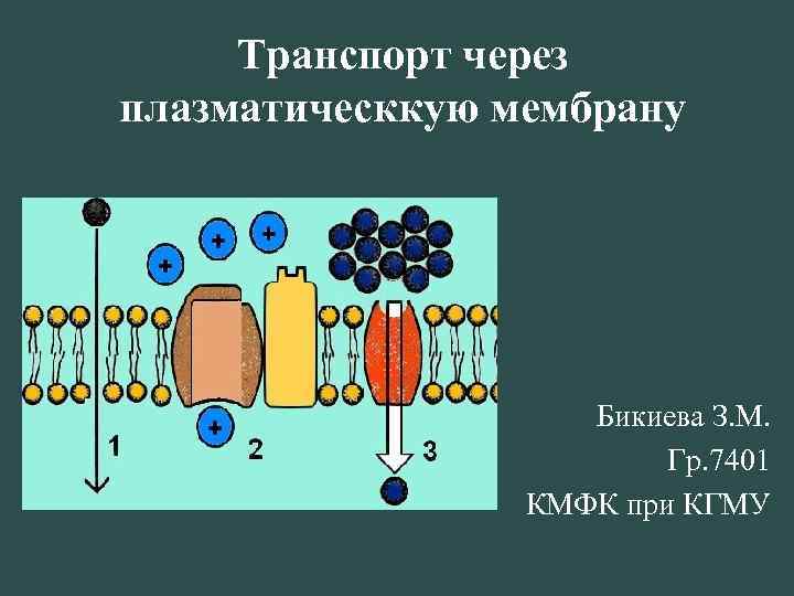 Транспорт через плазматическкую мембрану Бикиева З. М. Гр. 7401 КМФК при КГМУ 