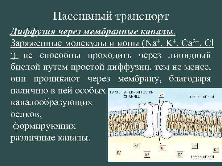 Пассивный транспорт