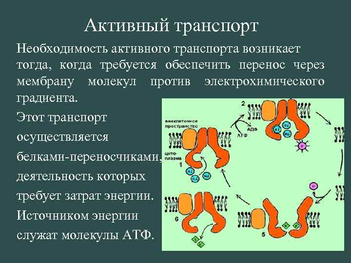 Активный транспорт Необходимость активного транспорта возникает тогда, когда требуется обеспечить перенос через мембрану молекул