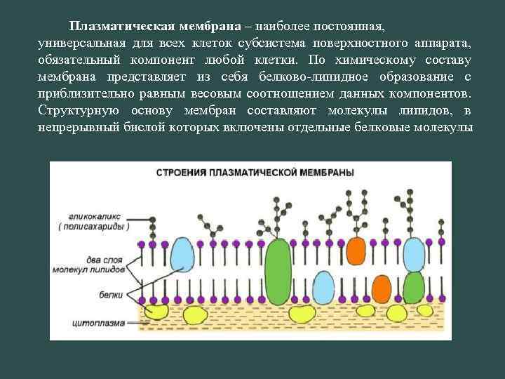 Плазматическая мембрана – наиболее постоянная, универсальная для всех клеток субсистема поверхностного аппарата, обязательный компонент