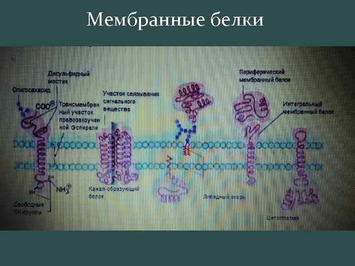 Мембранные белки 