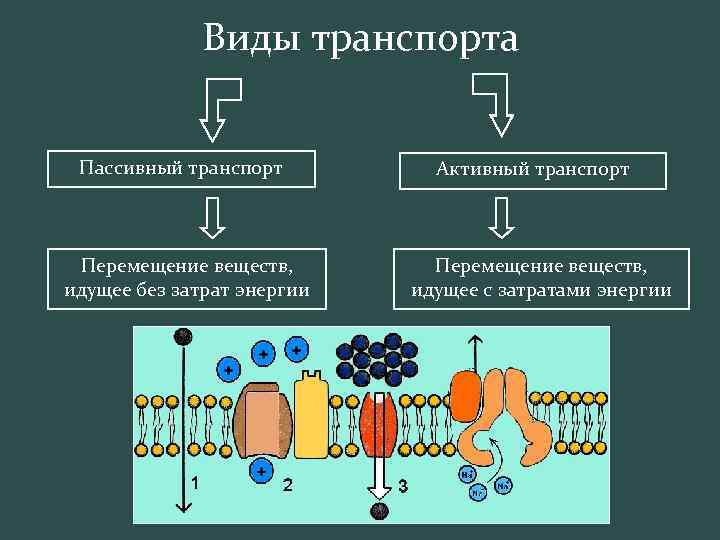 Виды транспорта Пассивный транспорт Перемещение веществ, идущее без затрат энергии Активный транспорт Перемещение веществ,