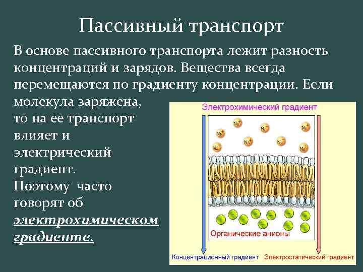 Пассивный транспорт В основе пассивного транспорта лежит разность концентраций и зарядов. Вещества всегда перемещаются