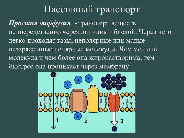 Пассивный транспорт Простая диффузия - транспорт веществ непосредственно через липидный бислой. Через него легко