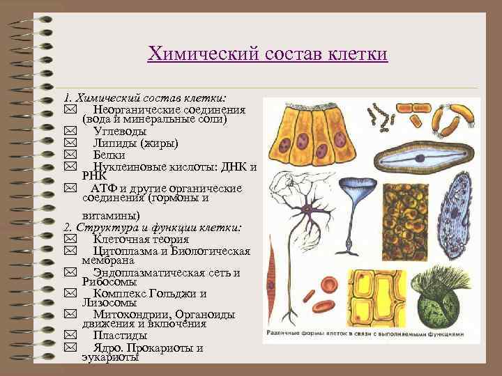 Химический состав клетки 1. Химический состав клетки: * Неорганические соединения (вода и минеральные соли)