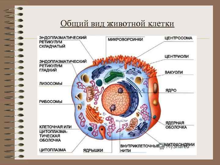 Общий вид животной клетки 