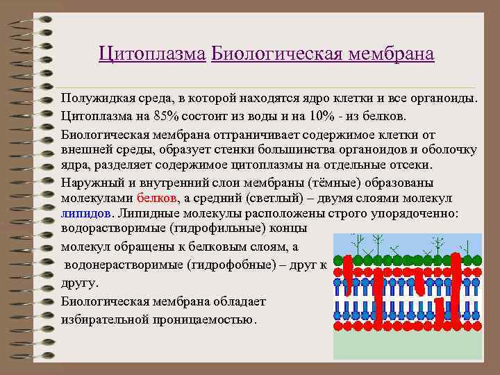Цитоплазма Биологическая мембрана Полужидкая среда, в которой находятся ядро клетки и все органоиды. Цитоплазма