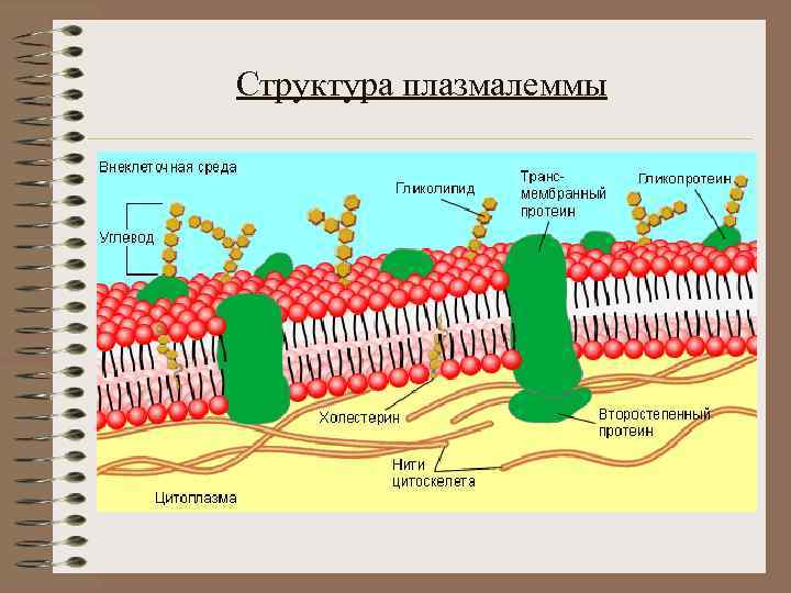 Плазмалемма. Строение плазмалеммы. Гликокаликс плазмалемма. Строение плазмалеммы растительной клетки.