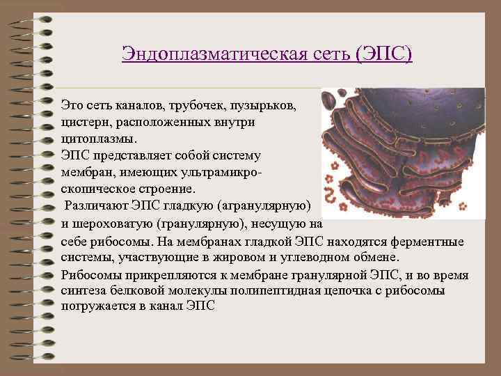 Эндоплазматическая сеть (ЭПС) Это сеть каналов, трубочек, пузырьков, цистерн, расположенных внутри цитоплазмы. ЭПС представляет