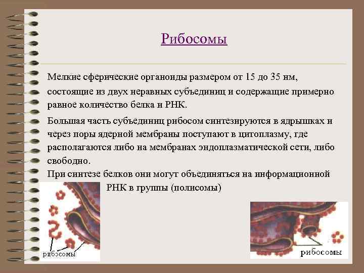 Рибосомы Мелкие сферические органоиды размером от 15 до 35 нм, состоящие из двух неравных