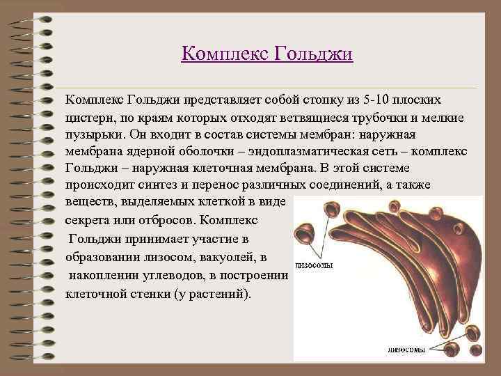 Комплекс Гольджи представляет собой стопку из 5 -10 плоских цистерн, по краям которых отходят