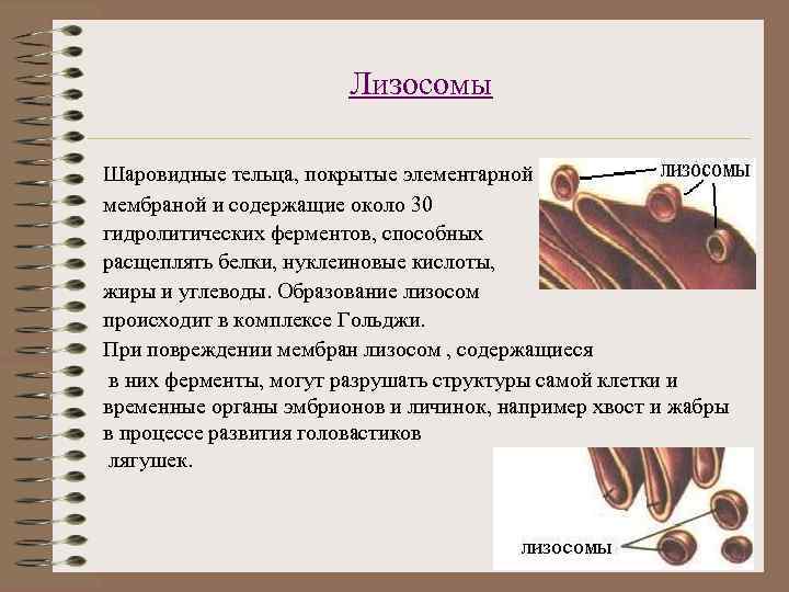 Лизосомы Шаровидные тельца, покрытые элементарной мембраной и содержащие около 30 гидролитических ферментов, способных расщеплять