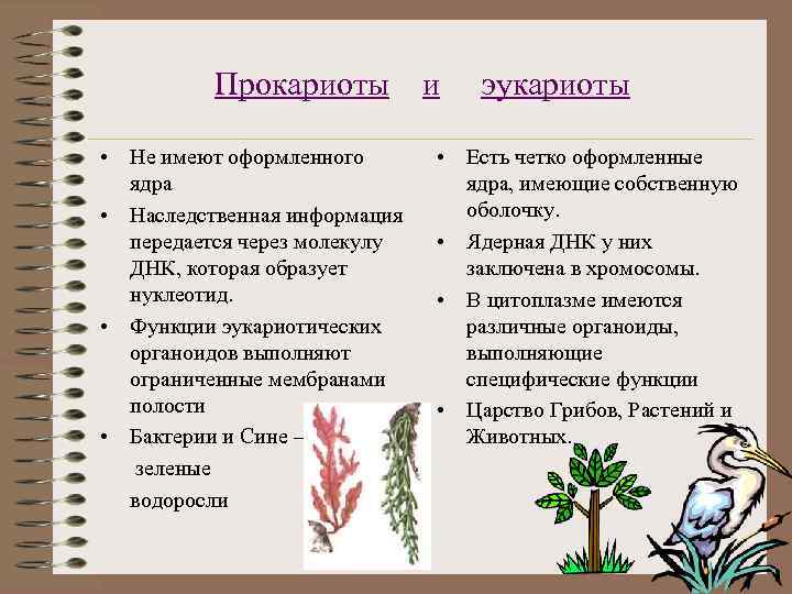 Прокариоты и эукариоты • Не имеют оформленного ядра • Наследственная информация передается через молекулу