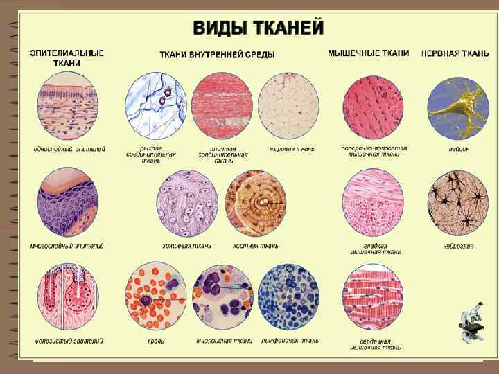 Виды тканей 