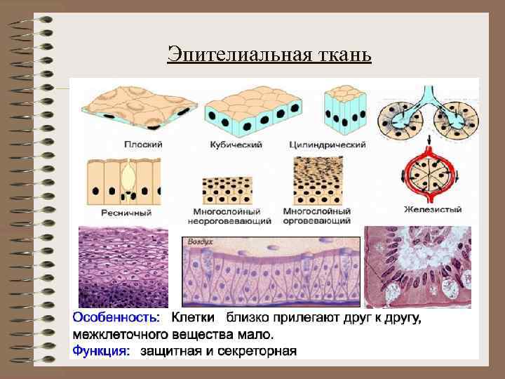 Эпителиальная ткань 